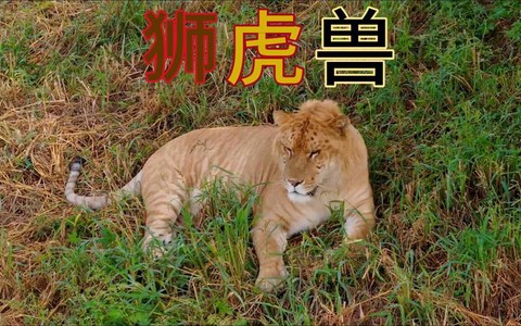 大话2狮虎兽为什么不好[图1]